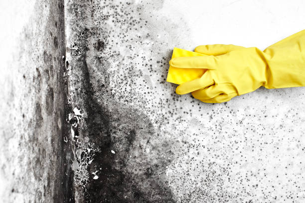 Mold Testing and Removal in Wright Patterson Af, OH
