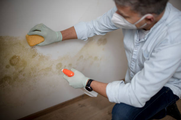 Best Affordable Mold Removal  in Wright Patterson Af, OH
