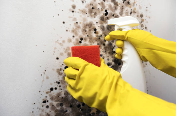 Best Attic Mold Removal  in Wright Patterson Af, OH