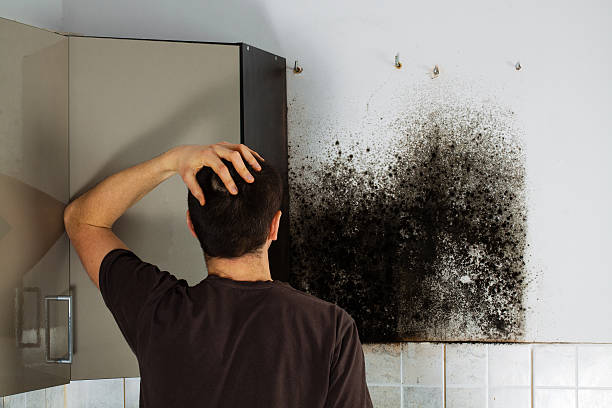 Best Commercial Mold Removal  in Wright Patterson Af, OH