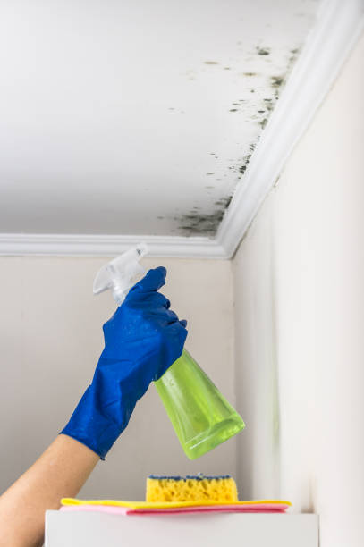 Attic Mold Removal in Wright Patterson Af, OH